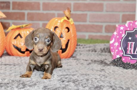 CHOCOLATE/TAN FEMALE DACHSHUND 3218