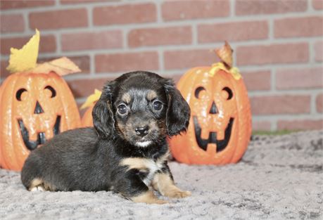 BLACK/TAN FEMALE DACHSHUND 3217