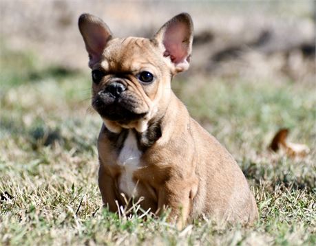 Robin ~ Adorable AKC Red Sable Female French Bulldog