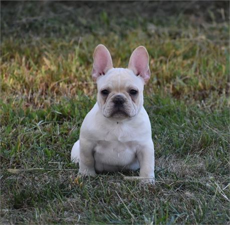 AKC Frenchie