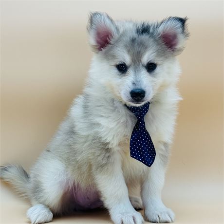 Male Sable and white Pomsky F2