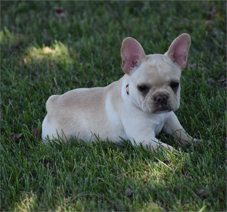 AKC Frenchie