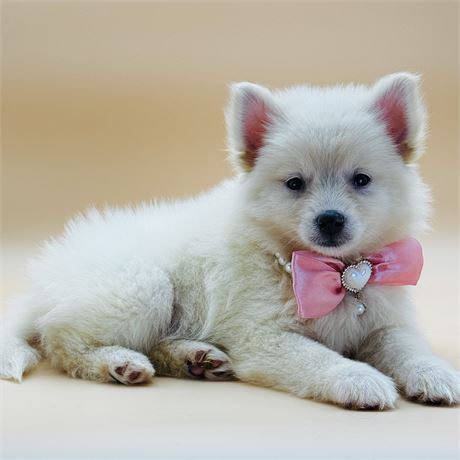 Gorgeous Female Isabella Pomsky F2, very small