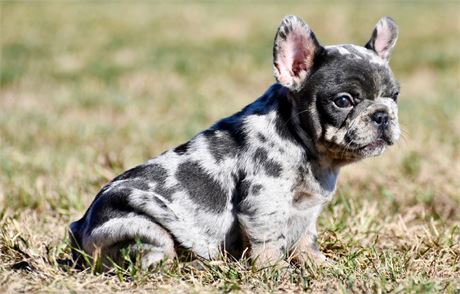 Arana ~ Super Nice Pick of Litter AKC Merle Female French Bulldog!!