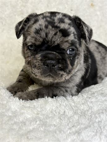 Domino