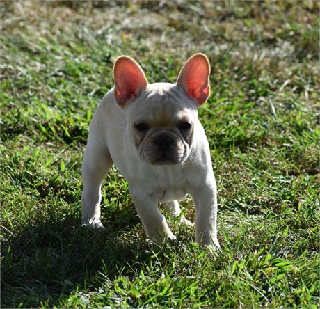AKC Frenchie