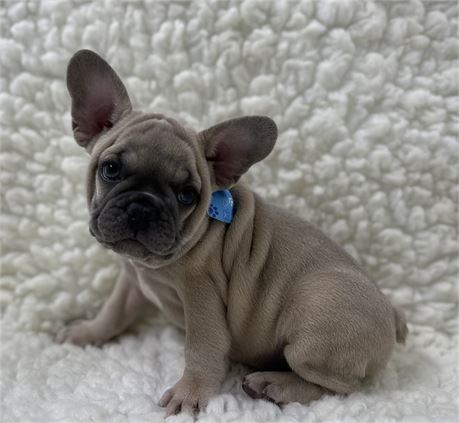 AKC FRENCH BULLDOG Male 1