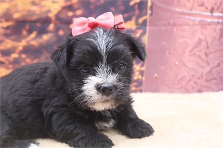 Female Morkie