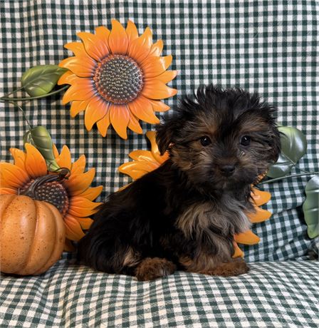 Morkie - Brooklyn’s # 4 (F)