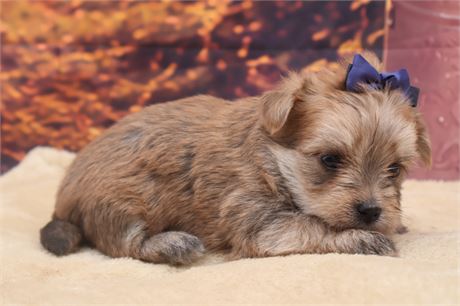 Male Morkie