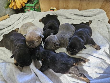 litter of 6 coming up