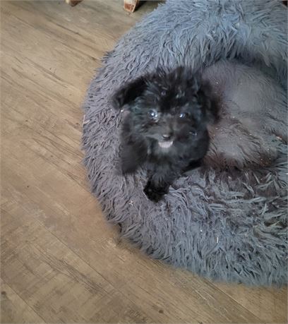 BAILEY