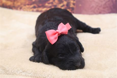 AKC Female Mini Poodle