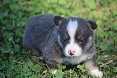 Blue & White Male