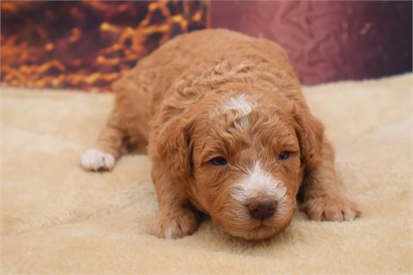 AKC Female Mini Poodle
