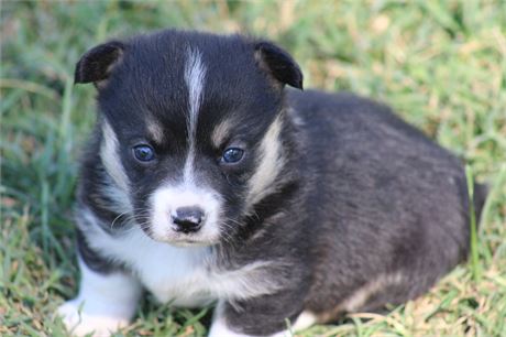 Tri Male