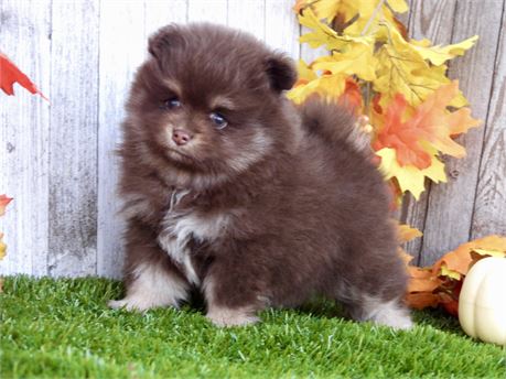 APRI VERY NICE LITTLE POM FEMALE