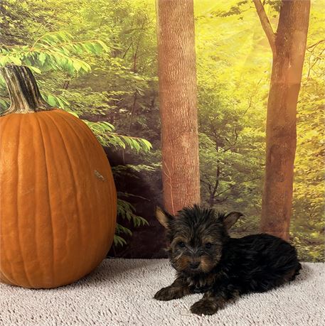 Yorkie Male Pup - Clean USDA