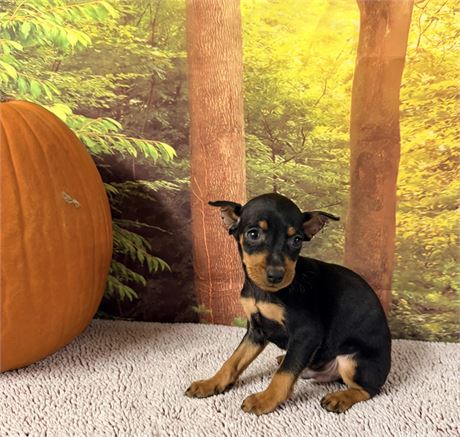 Male Miniature Pinscher - Clean USDA