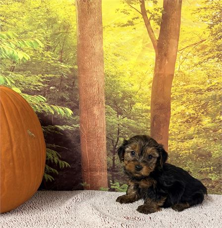 Yorkie Male Pup - Clean USDA