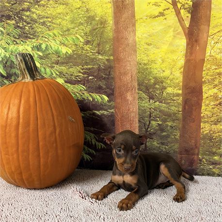 Female Miniature Pinscher - Clean USDA