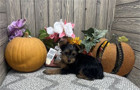 Female Yorkshire Terrier