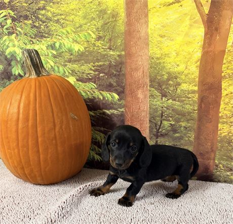Female Dauchsund - Clean USDA
