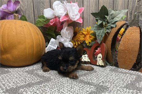 Male Yorkshire Terrier