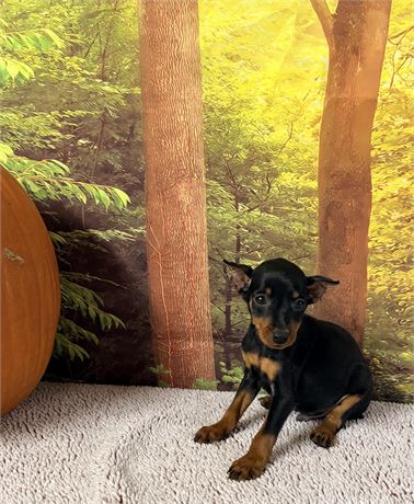 Male Miniature Pinscher - Clean USDA