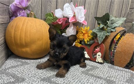 Male Yorkshire Terrier