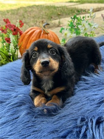 Miniature dachshund male