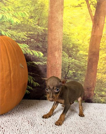Female Miniature Pinscher - Clean USDA
