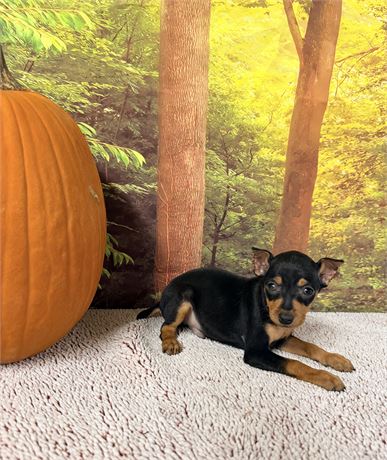 Male Miniature Pinscher - Clean USDA