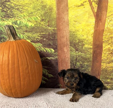 Yorkie Female Pup - Clean USDA