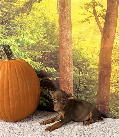 Male Miniature Pinscher - Clean USDA