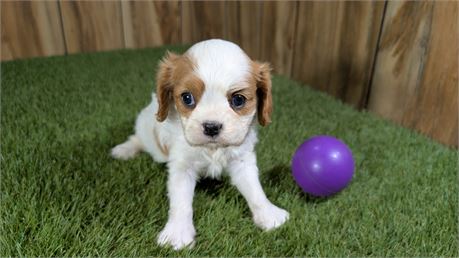 AKC Blenheim Female Cavalier