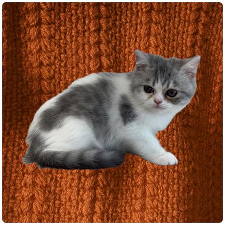 Persian/Exotic 26406-01