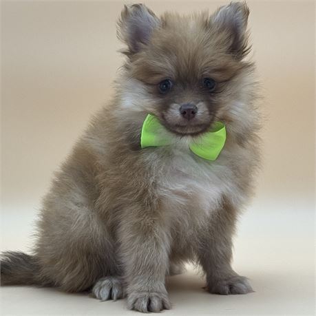 Gorgeous Male Pomeranian