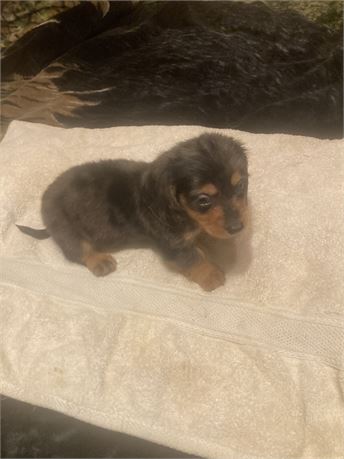 Black Tan Silver Dapple