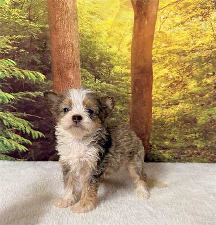 Aussiedoodle Mini Pup - Male - Clean USDA