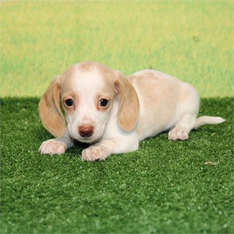 Cream Pie Dachs male