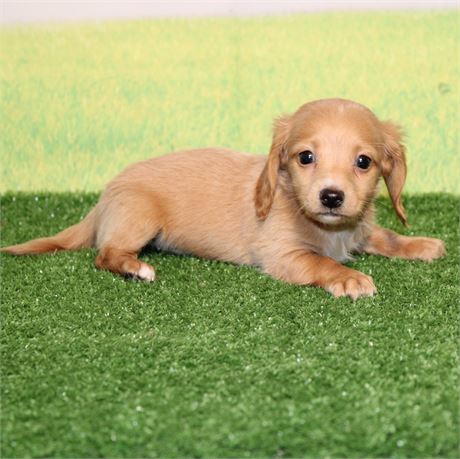 Cream Dachs female