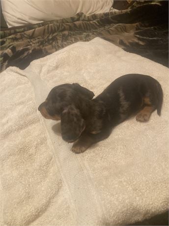 Black Tan Silver Dapple