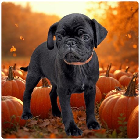Pug 26422-01