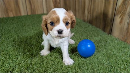 AKC Blenheim Male Cavalier