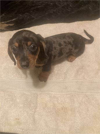 Black Tan Silver Dapple