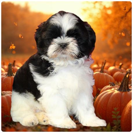 Shihtzu 26414-01