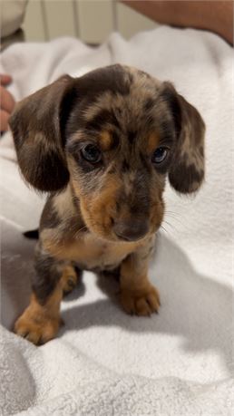 Mini Dachshund