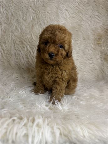 APRI Female Toy Poodle