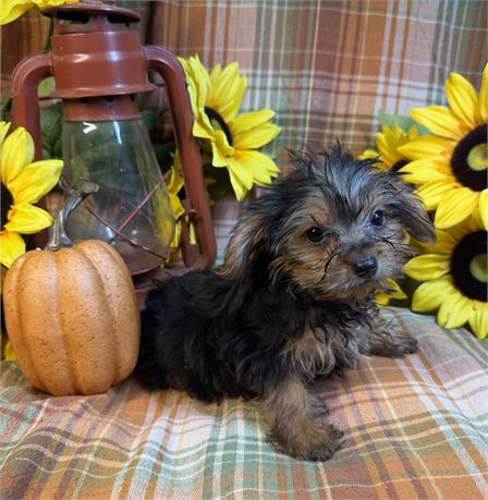 Yorkie - Bentley’s # 1 (M)
